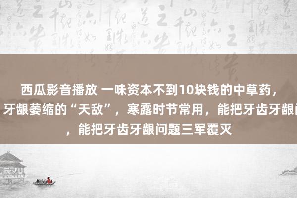 西瓜影音播放 一味资本不到10块钱的中草药，是牙齿松动、牙龈萎缩的“天敌”，寒露时节常用，能把牙齿牙龈问题三军覆灭